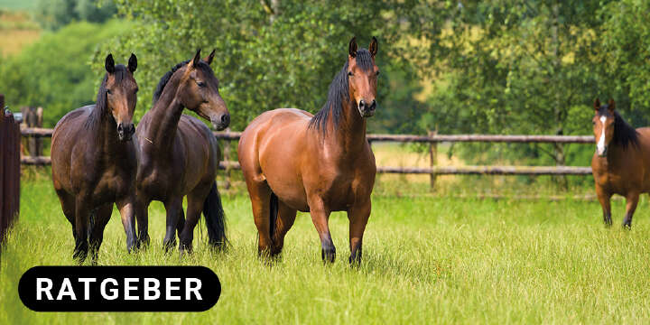 Themenwelten Pferde anweiden Ratgeber[1]